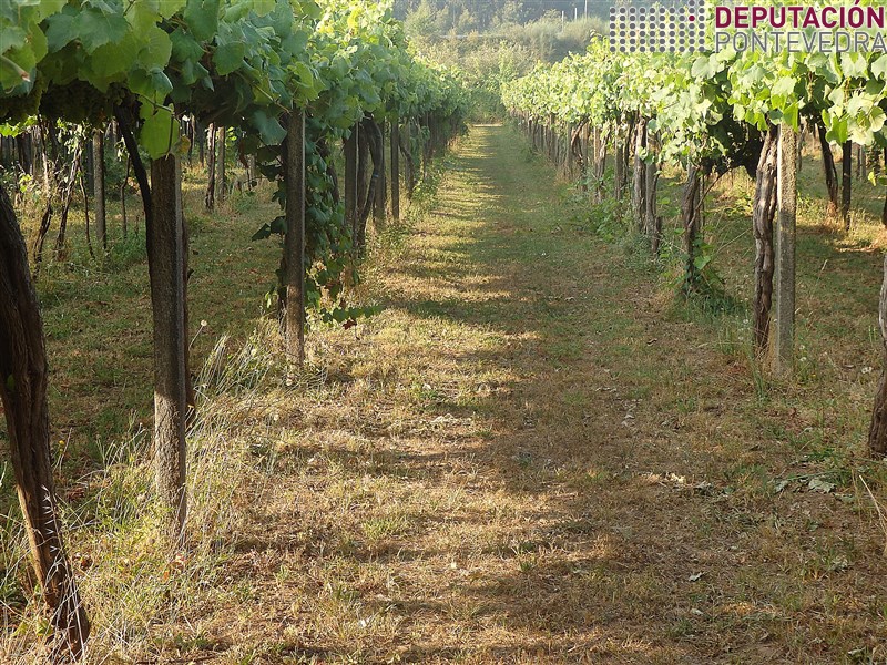 Vid - Grapevine - Vide >> 20180822_O bo mantemento agronomico da viña e fundamental para a sanidade.jpg